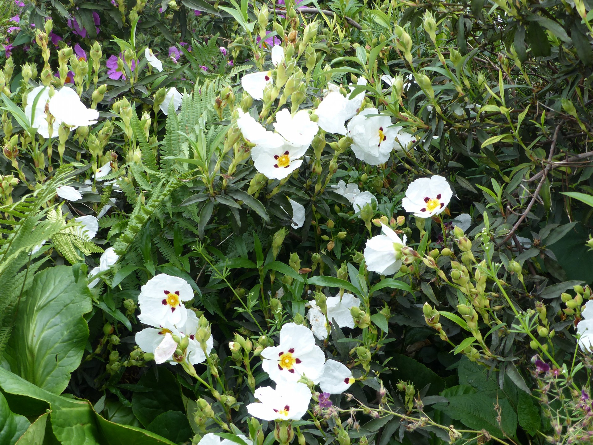P1010637